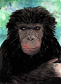 Watercolor of a Chimpanzee.