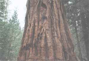 Redwood tree bark